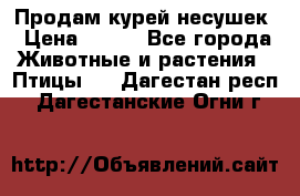 Продам курей несушек › Цена ­ 350 - Все города Животные и растения » Птицы   . Дагестан респ.,Дагестанские Огни г.